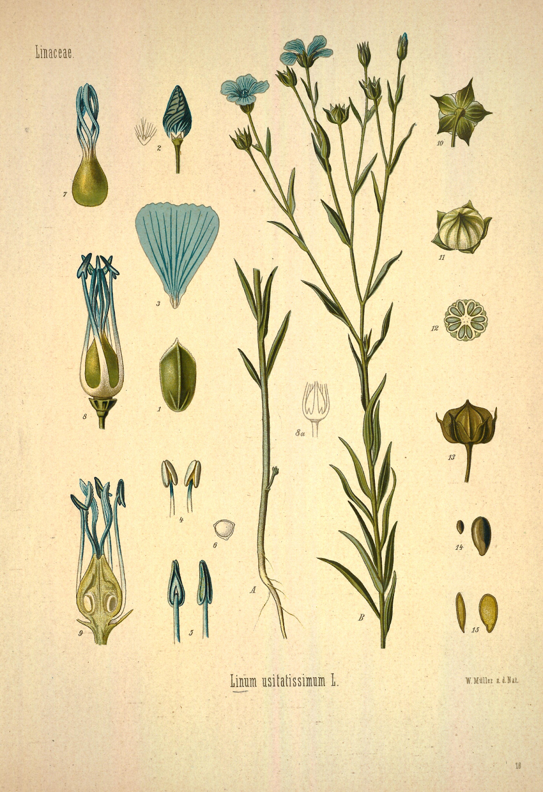 Plant and seed depiction