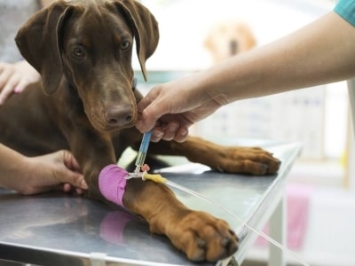 Medical issues in dogs