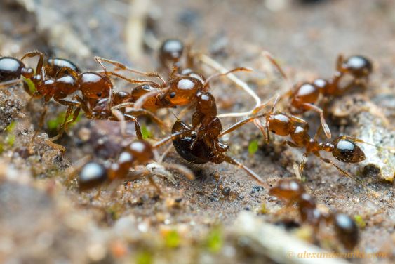 Pharaoh ants