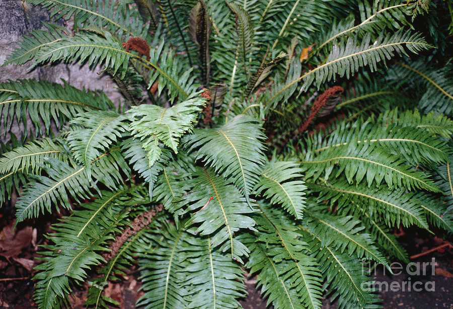 Fishbone Fern (Nephrolepis acutifolia)