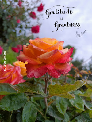 This is the picture of a beautiful flower, with a Quote on it, the quote reads "Gratitude is Greatness". The quote belongs to Padder Zahoor