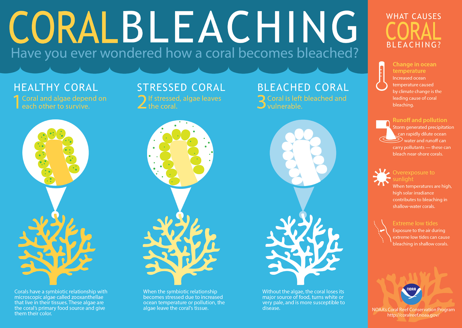  CORAL BLEACHING