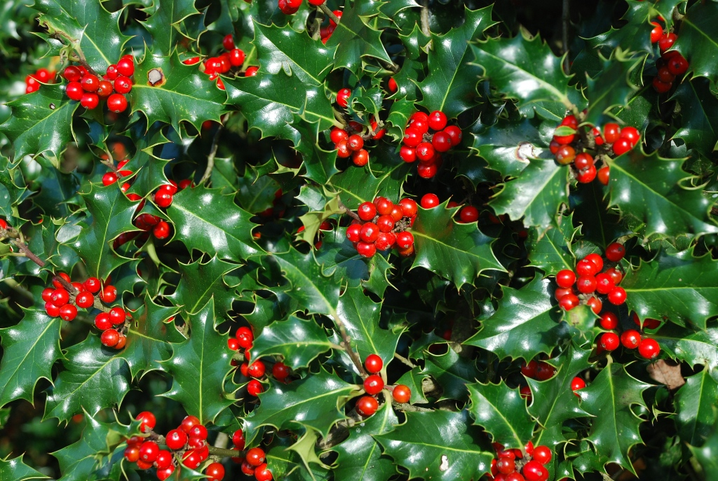 Holly Trees (Ilex spp.)