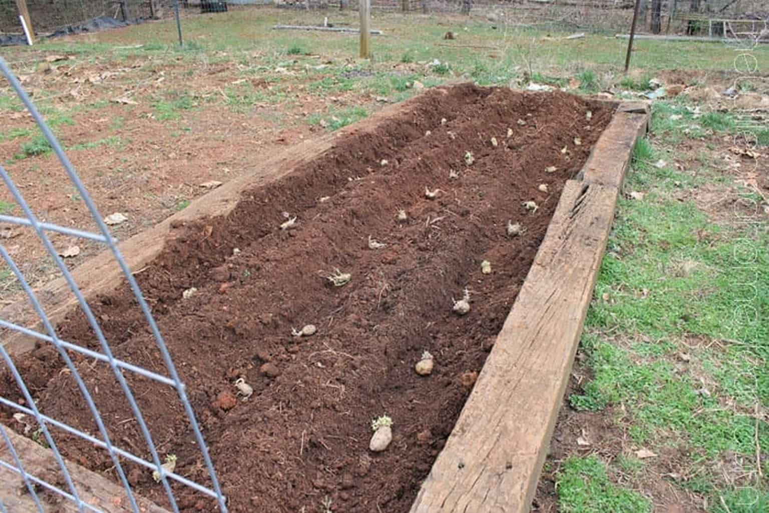 How far apart do you plant potatoes
