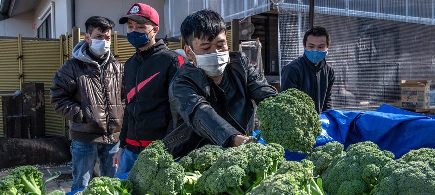 A Vietnamese migrant worker unloads donated broccoli