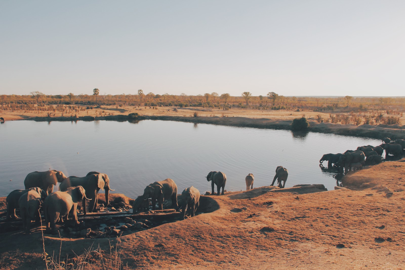 elephants of Hwange National Park part of southern African Safaris