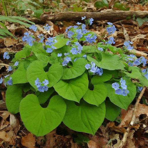 The Shade-Loving Grace: Siberian Bugloss