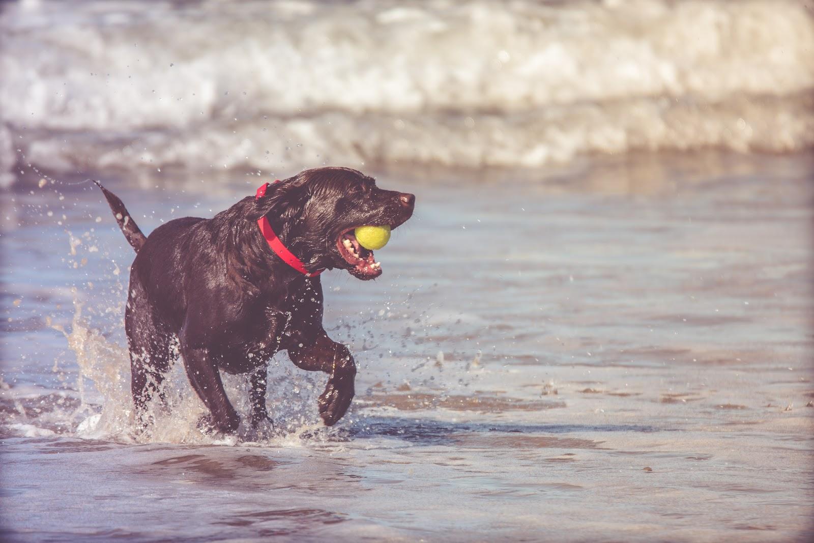 dog running outside in the water with mental stimulation toy