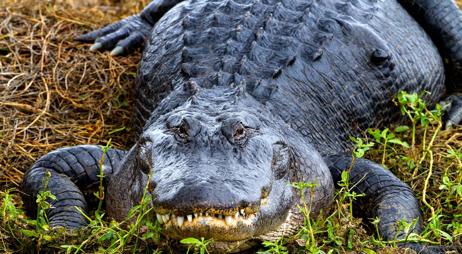 What's the Chilling Secret of Alligators in Winter?