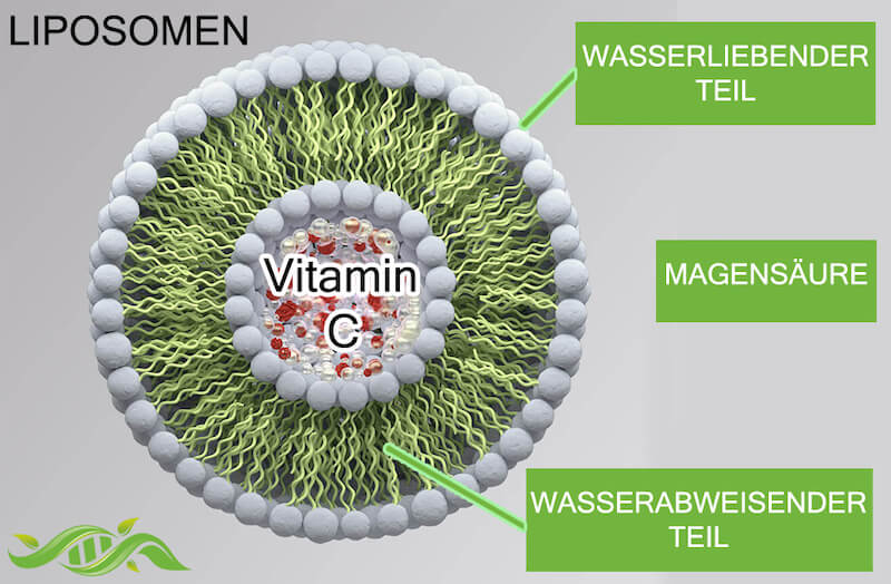 Die Liposomen der liposomalen Nahrungsergänzungsmittel (hier am Beispiel Vitamin C) bestehen aus wasserliebenden und wasserabweisenden Teilen 