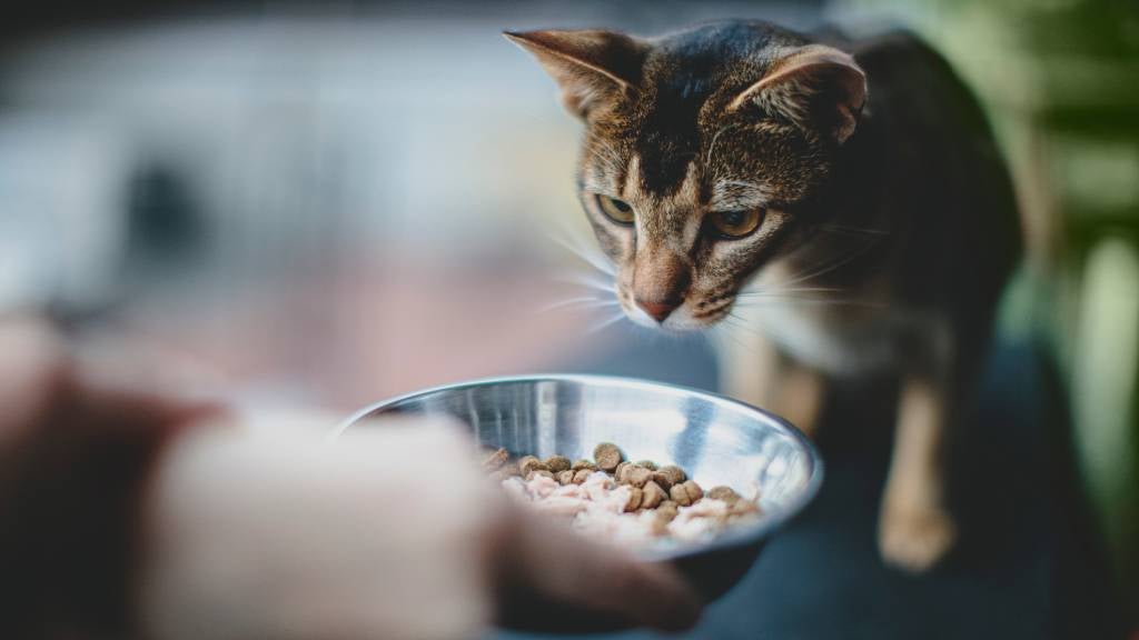 Can Adult Cats Eat Kitten Food? Discover the Facts!