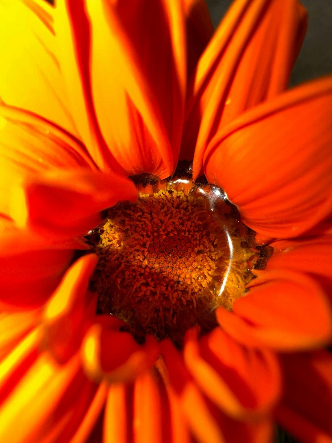 Pollen count