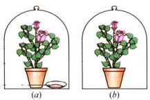 Life Processes Class 10 Extra Questions