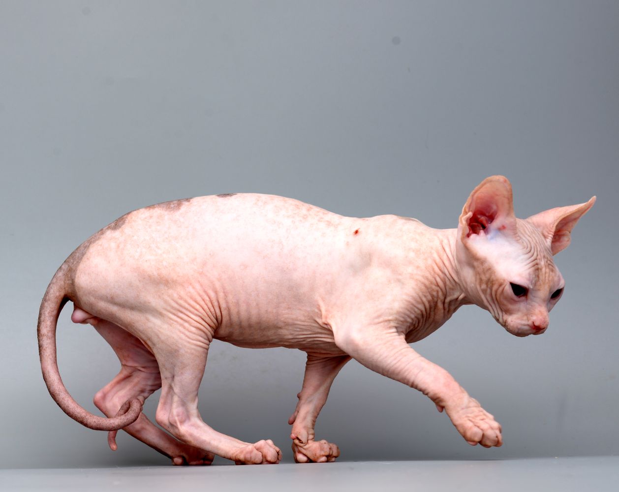 Sphynx Cats Breeders