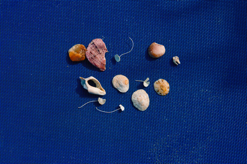 seashells down by the seashore - a group of shells on a blue surface
