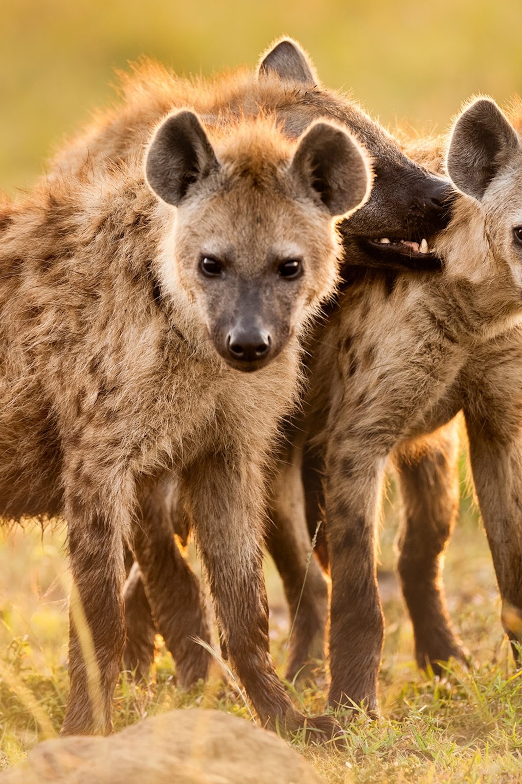 Hyenas have a bad rap—but they're Africa's most successful predator