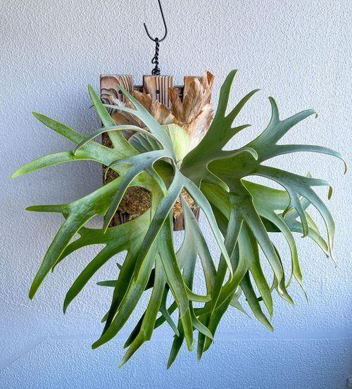 Staghorn Ferns