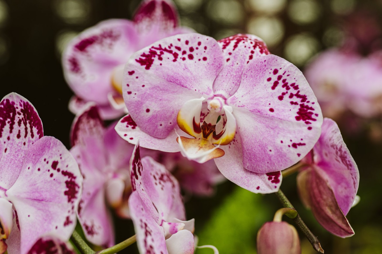 Orhidee (Orchidaceae)
