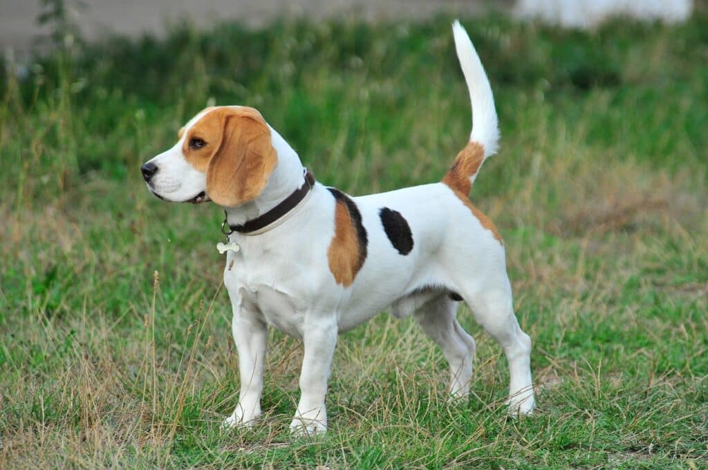 small dog breeds - a beagle breed dog