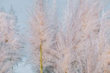 Free Pampas Grass Flowers photo and picture