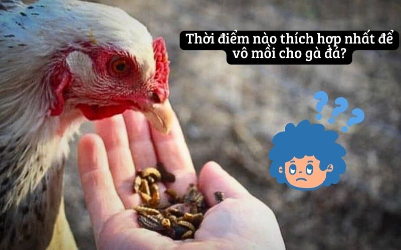 Thời điểm nào thích hợp nhất để vô mồi cho gà đá?