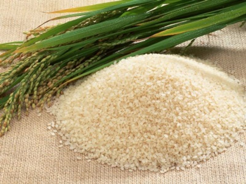 Mushk Budiji Rice  | UPSC Agriculture