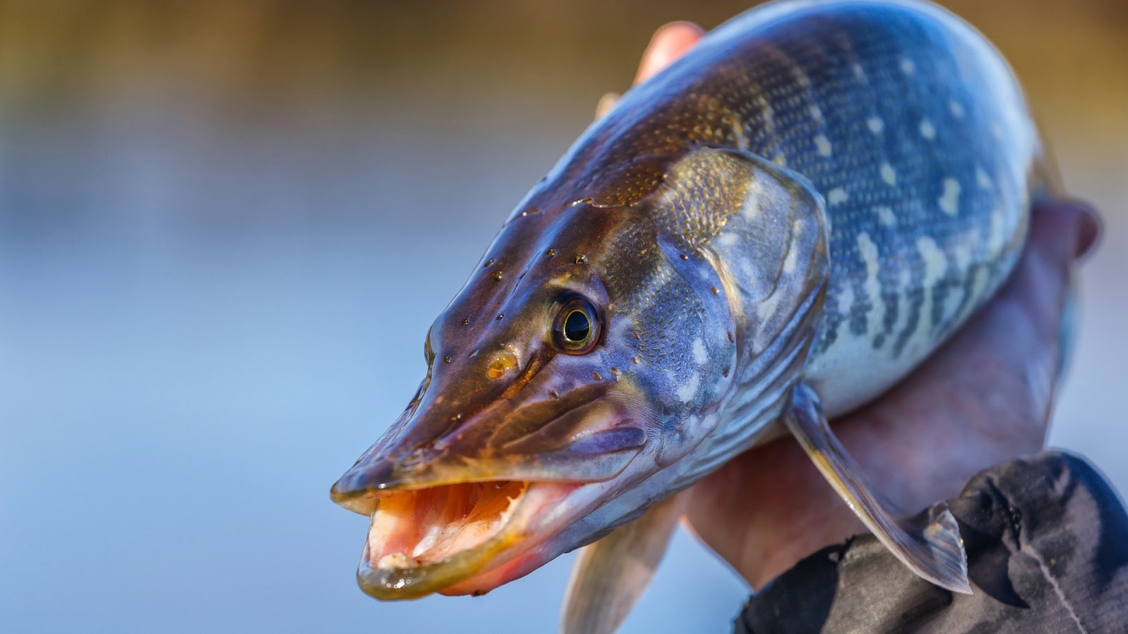 role of diet in Pike Behavior