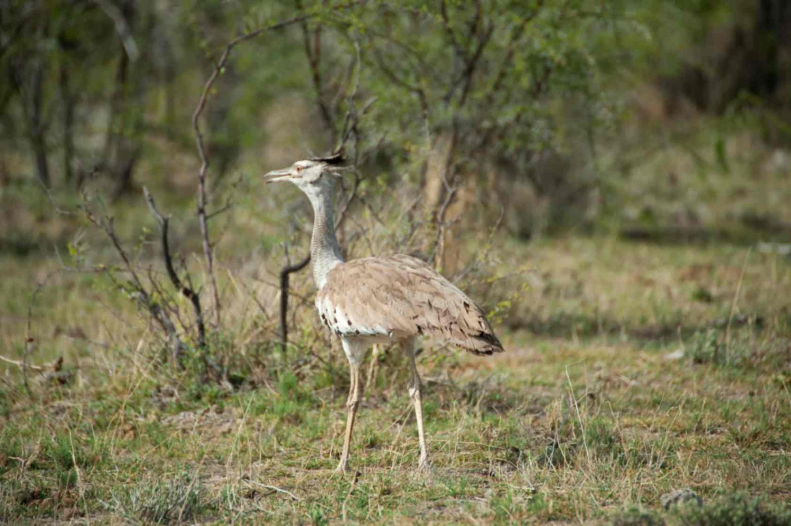 Big Five predators find in  Chobe Vs Kruger