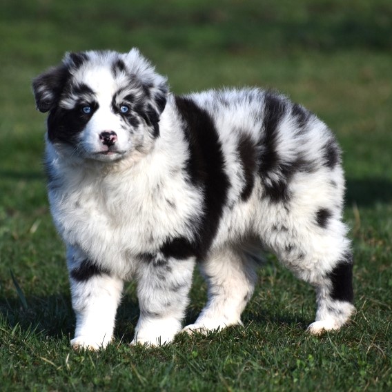 Australian shepherd puppy