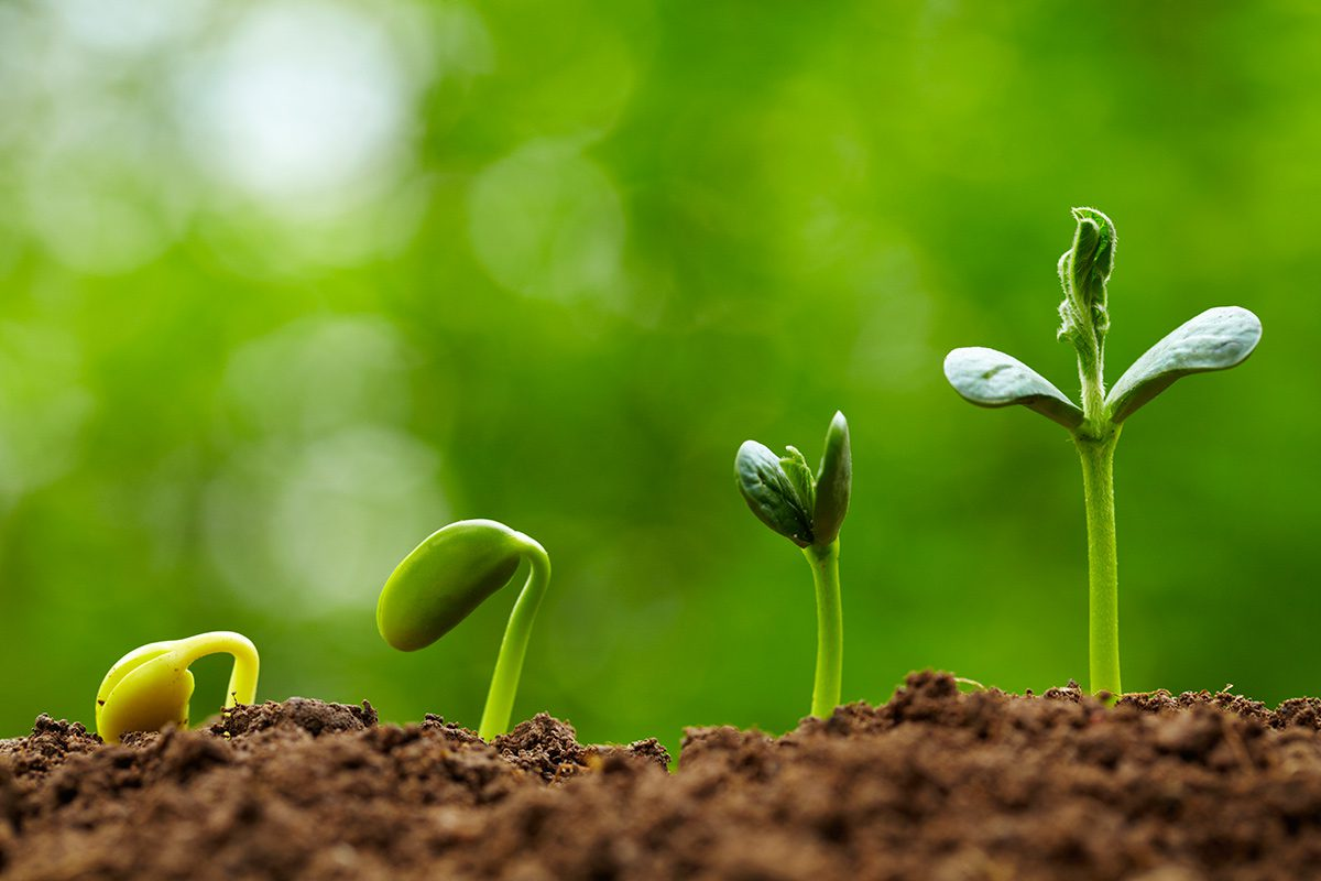 Cotyledons are what you call the first set of leaves that a seed develops after germination. As the first set of just leaves, cotyledons can only provide and store a limited quantity of these.