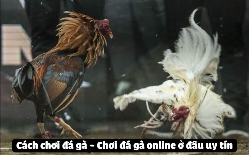 Cách chơi đá gà - Chơi đá gà online ở đâu uy tín