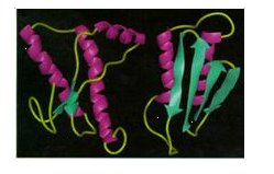 Text Box: Normal and diseased (misfolded) prions. Source: ScienceBlogs, Basic Concepts: Prions, by Shelley Batts (February 11, 2007).