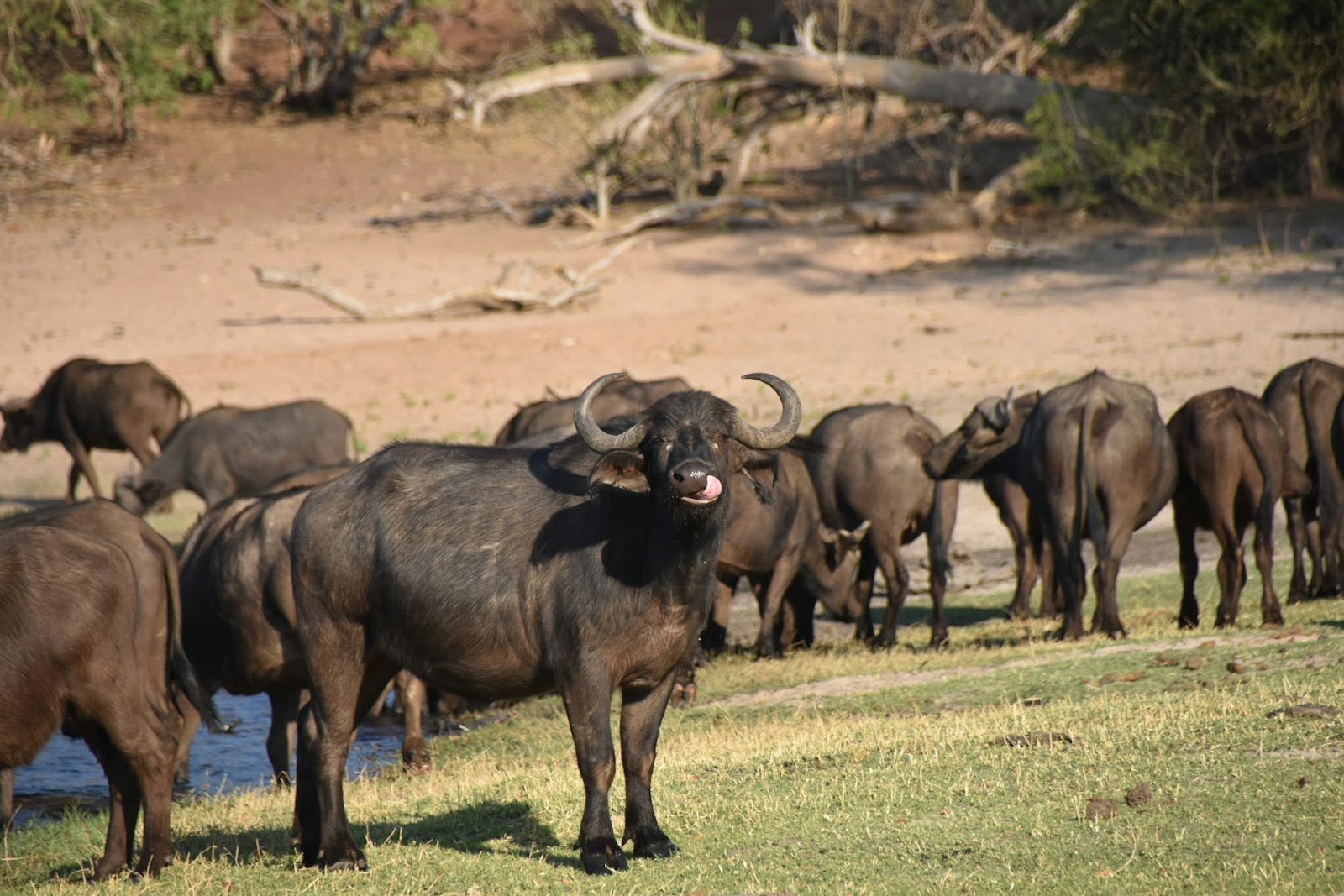 best time to visit Chobe national park and see buffalos
