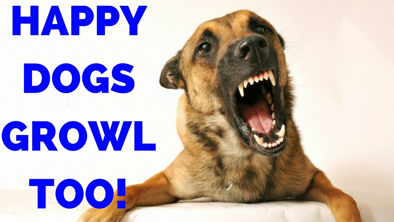 Dogs Growl When They Are Happy Too - Why A Growling Dog Is Good - YouTube