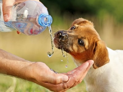 What is dehydration in dogs?