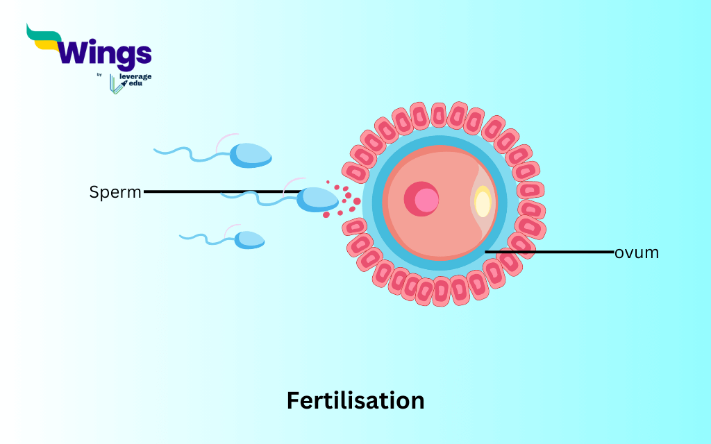 Class 8 Science Chapter 6: Reproduction in Animals: Fertilisation