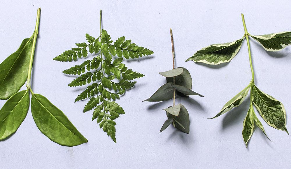 A selection of greenery laid out 