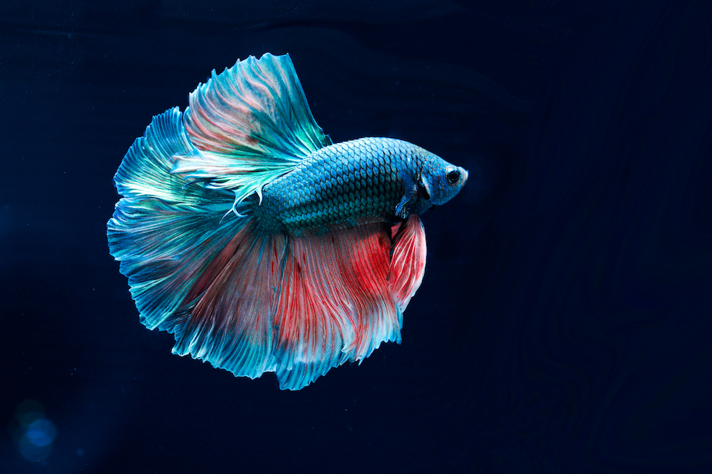 A colorful blue and red betta fish against a black background.