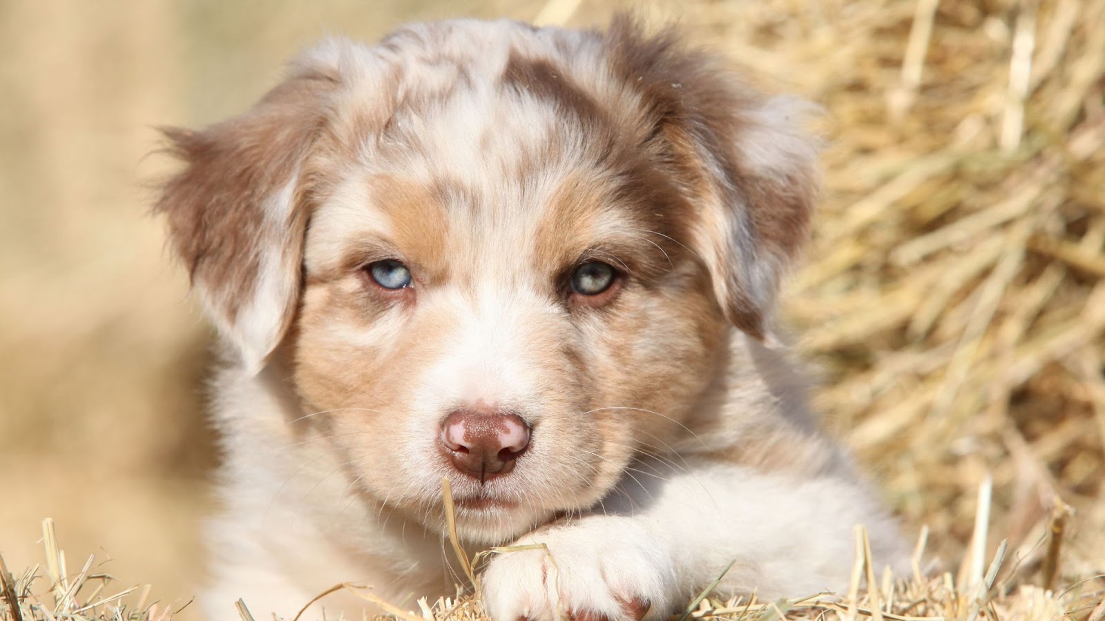 Red australian shepherd puppy for sale how much does puppy cost