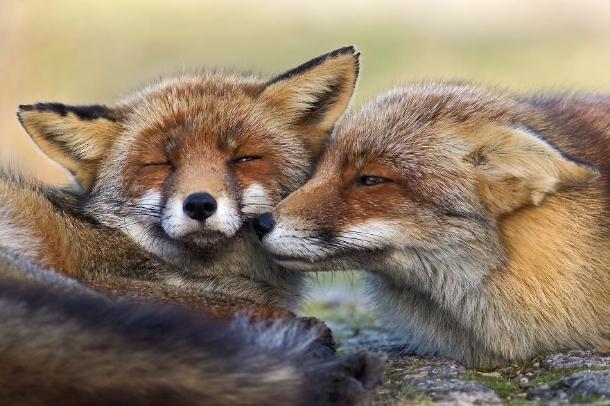 Foxes Hugging