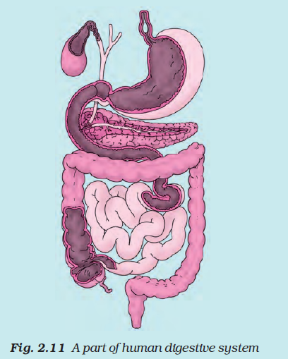 Human digestive system