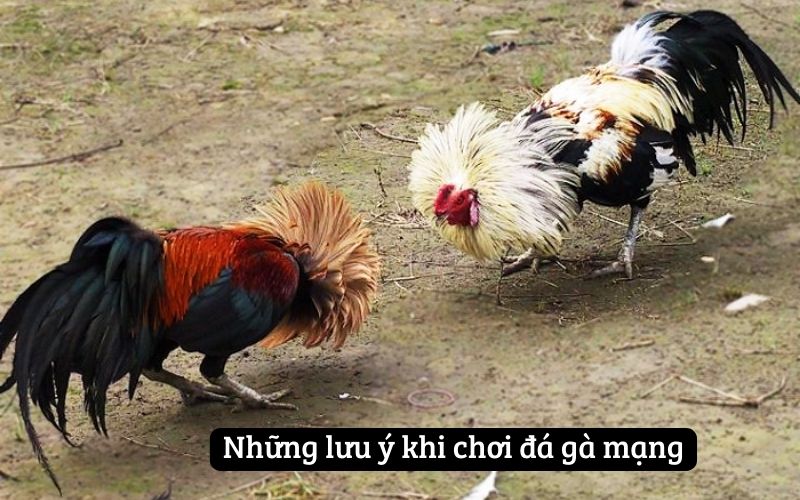 Những lưu ý khi chơi đá gà mạng