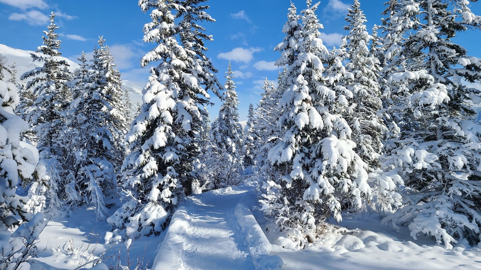 Snowy Trees on Policeman's Creek Trail