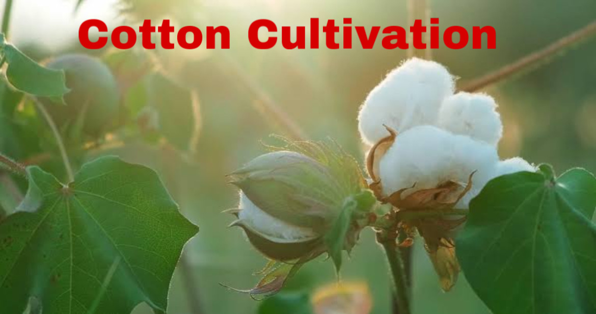 Cotton Cultivation Process
