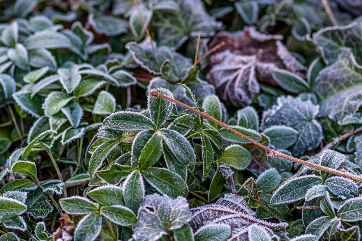 What are the first and last frost dates in Massachusetts