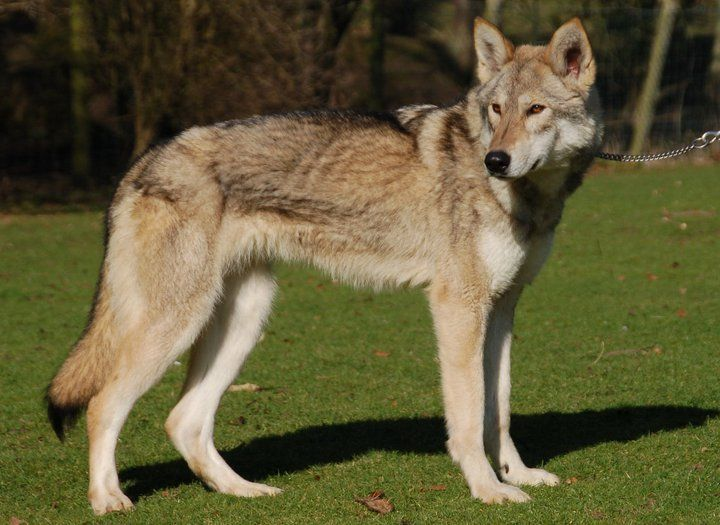 tamaskan wolf dog