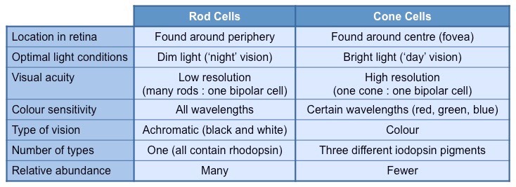 rod cone comparison