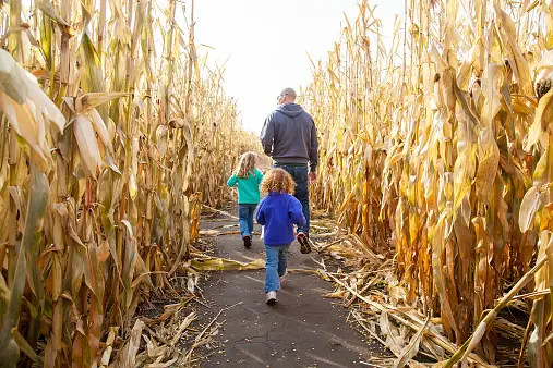 Two Kids With Their Dad in Corn Maze
