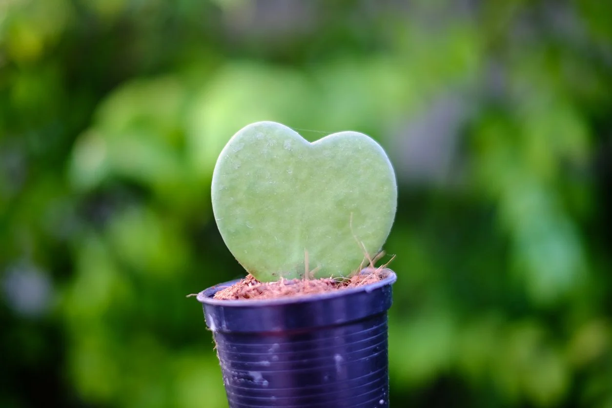 Sweetheart Hoya (Hoya kerrii)