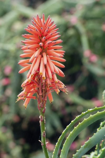 Does Aloe Vera Bloom: How To Get Flowers On Aloe Plants